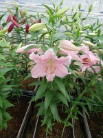 [5326 Berbiano VH No01.JPG]